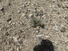 Loeseliastrum schottii