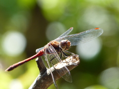Sympetrum nigrifemur