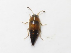 Tachyporus solutus