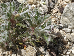 Loeseliastrum schottii