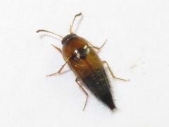 Tachyporus solutus