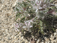 Loeseliastrum schottii