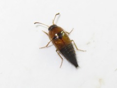Tachyporus solutus