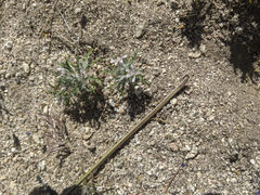 Loeseliastrum schottii