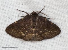 Prosoparia marginata