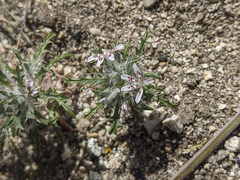 Loeseliastrum schottii