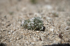 Loeseliastrum schottii