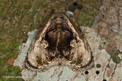 Lepidodes