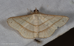 Cryptochrostis flavala