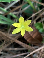 Hypoxis sessilis