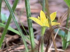 Hypoxis sessilis