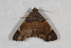 Goniohelia