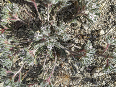 Loeseliastrum schottii