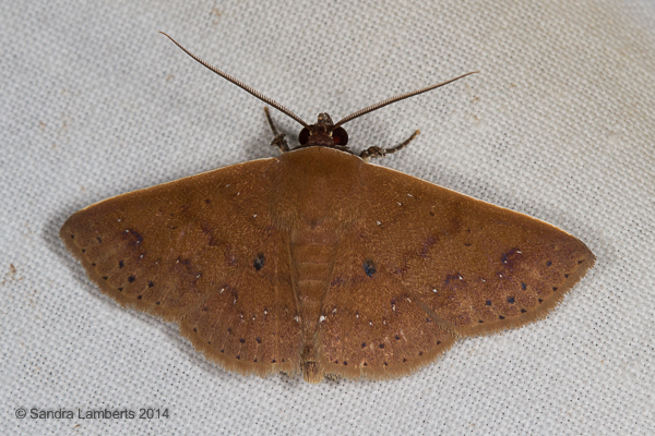 Oxidercia albocostata