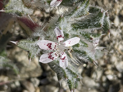 Loeseliastrum schottii