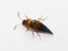 Tachyporus solutus