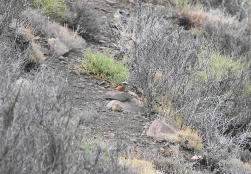 Short-toed Rock Thrush (Monticola brevipes), photo 5