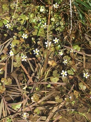 Ranunculus omiophyllus