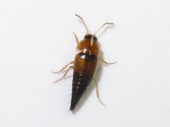 Tachyporus solutus