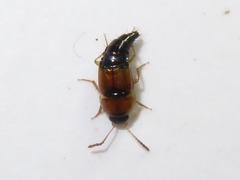 Tachyporus solutus