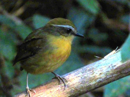Conopophaga melanops
