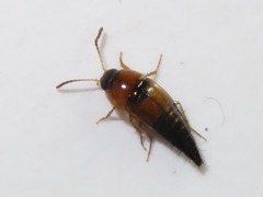 Tachyporus solutus