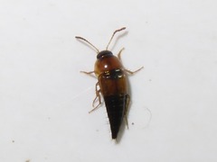 Tachyporus solutus