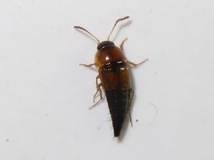 Tachyporus solutus
