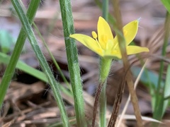 Hypoxis sessilis