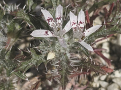 Loeseliastrum schottii