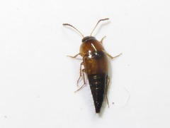 Tachyporus solutus