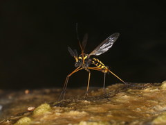 Ctenophora flaveolata