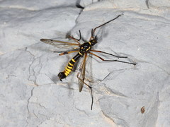 Ctenophora flaveolata