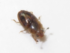 Epuraea imperialis