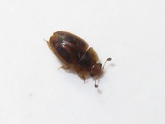 Epuraea imperialis