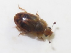 Epuraea imperialis