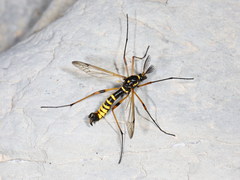 Ctenophora flaveolata