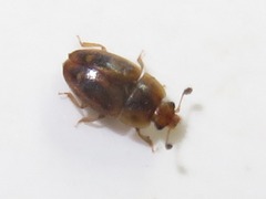 Epuraea imperialis