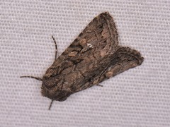 Ulolonche orbiculata