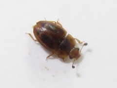 Epuraea imperialis