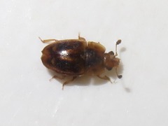 Epuraea imperialis