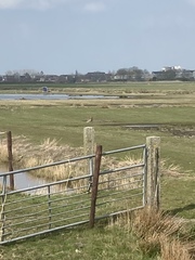 Limosa limosa