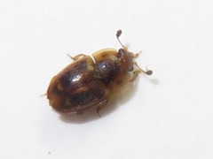 Epuraea imperialis