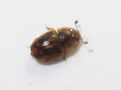 Epuraea imperialis
