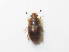 Epuraea imperialis