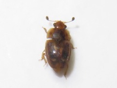 Epuraea imperialis