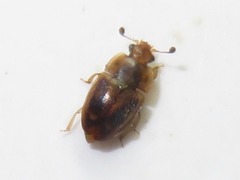 Epuraea imperialis