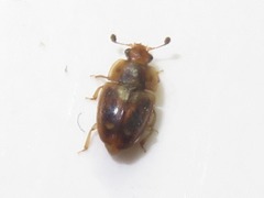 Epuraea imperialis