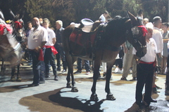 Equus asinus × caballus