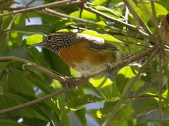 Pheugopedius rutilus